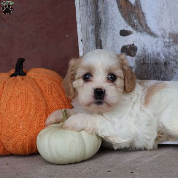 Tiffany, Cava-Tzu Puppy
